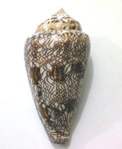 Seashell Conus Abbas 60 mm. Freak Spire  RARE.  