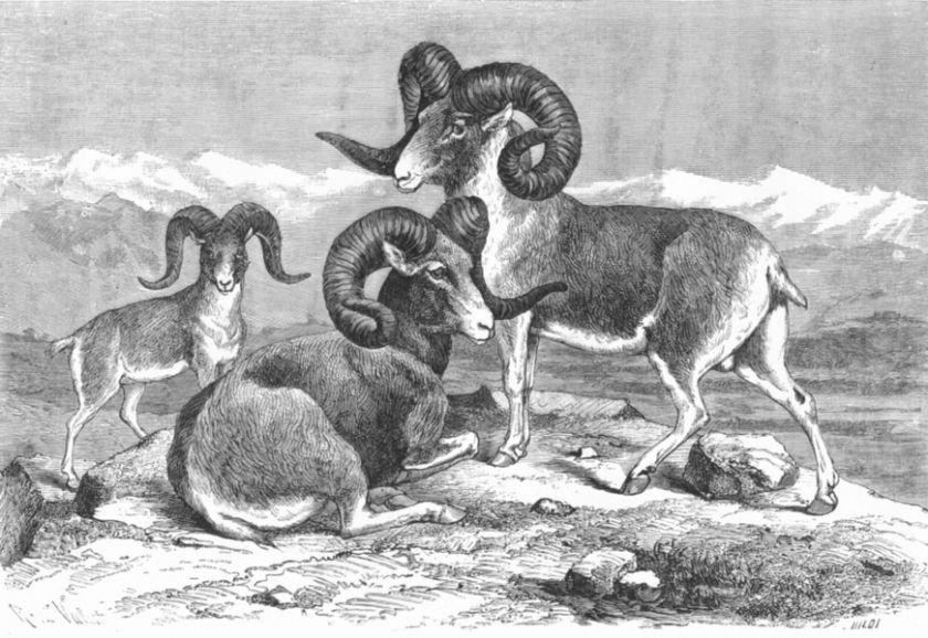 Ilustración superior del título “. Fig 96 Ovis Karelini; Argali 