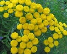 Wild Blue Tansy Essential Oil 0.5mL Pure Wholesale Rare  