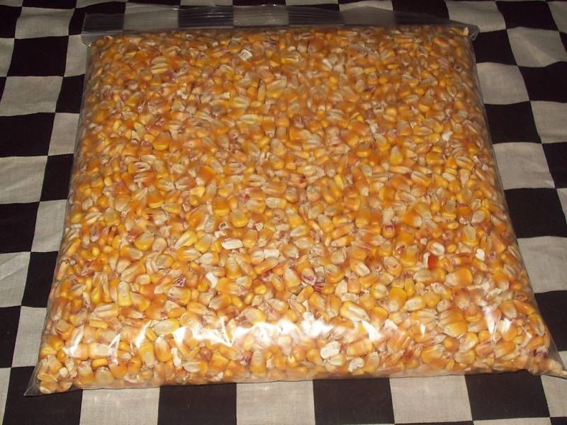 POUNDS OF WHOLE YELLOW CORN SQUIRREL DEER BIRD FEED  