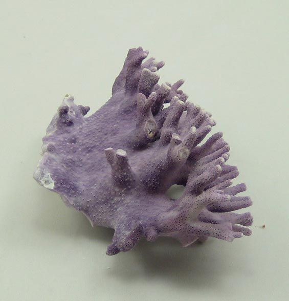 PURPLE ALLOPORA CALIFORNICA CORAL SEASHELL SHELL REEF  