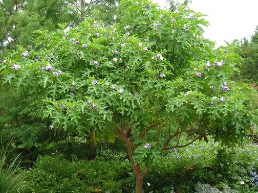 Solanum macranthum GIANT STAR POTATO TREE ~PLANT~  