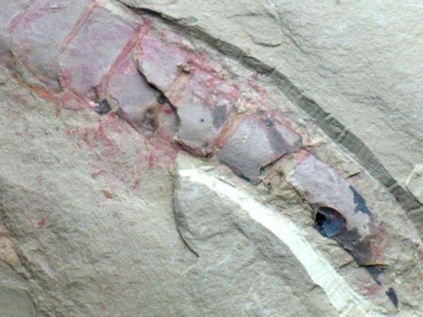 Arthropoda Fossil*Guangweicaris*Chengjiang biota  