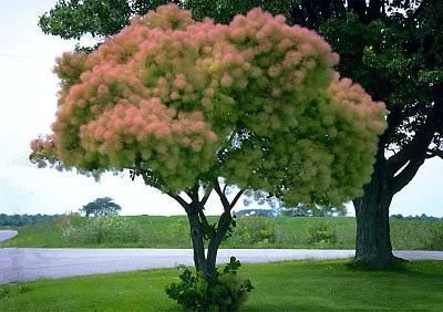 Pink Mist Smoke (Cotinus coggygria) Tree  