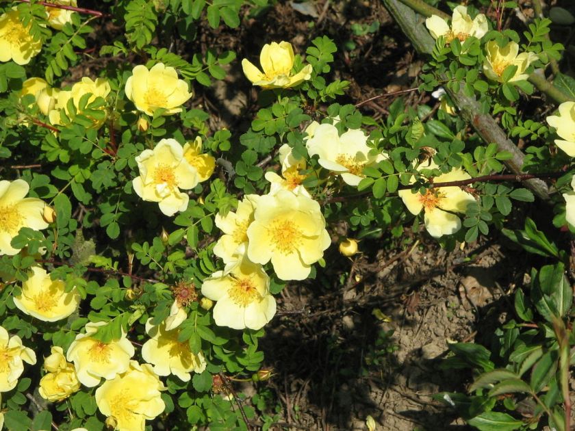 Yellow Manchu Rose (Canary Bird), Rosa xanthina, Seeds  