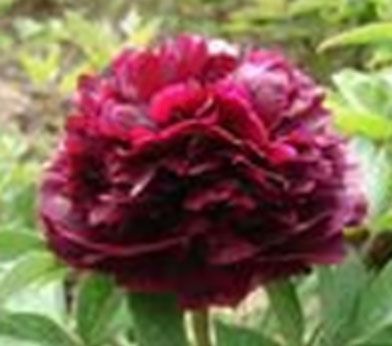   herbaceous Scientific name Paeonia suffruticosa Family Paeoniaceae