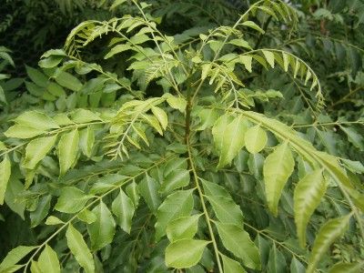 FRESH CURRY LEAVES BENEFITS.  