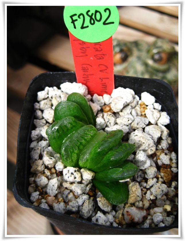 Cactus Succulent. Haworthia Lime Green (F2802)  