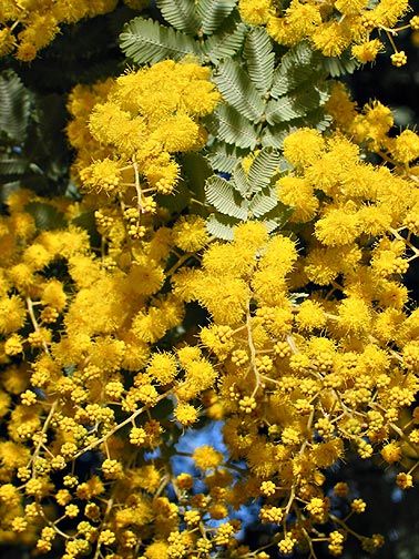   spring flowers on a delicate looking but tough drought tolerant tree