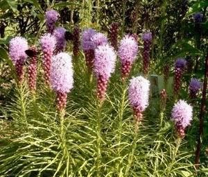 BLAZING STAR Liatris Spicata   500 Flower Seeds + GIFT  