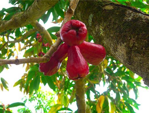   to the fact that the reddish fruit the tastes and looks like apples