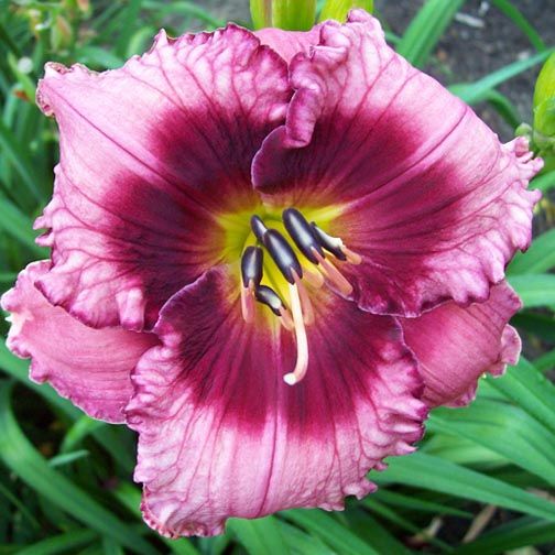 PHOEBE LOU   DF   B10D   Selman 2010   DAYLILY  