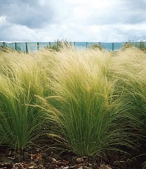 Stipa Tenuissima Pony Tails Seeds  