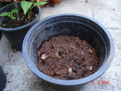 Fill seedling tray with potting mix.Sow the seeds, one seed in each 
